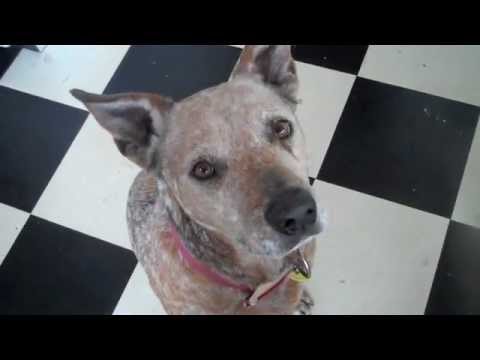 Video thumbnail for My Old Dog & Me