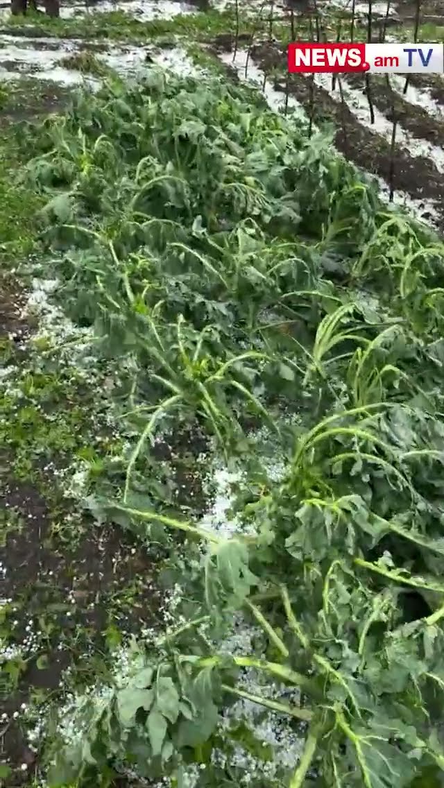 Տաշիրի Սարատովկա գյուղում կարկուտը հողին է հավասարացրել ամեն ինչ