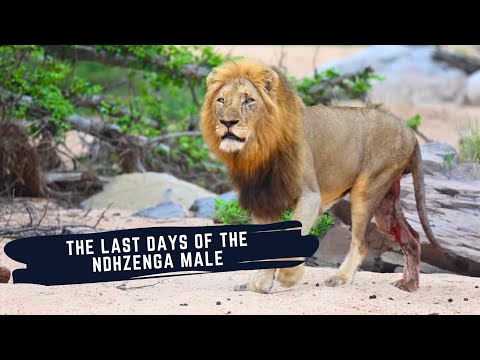 The Last days of Ndhzenga Male Lion - Ndhzenga/N'waswitshaka Male Lion died - Lions of Sabi Sand