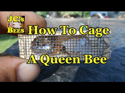 , title : 'Caging A Queen Bee'