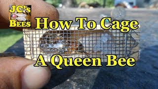 Caging A Queen Bee