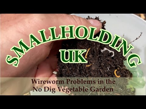 , title : 'Wireworm Problems in the No Dig Vegetable Garden'