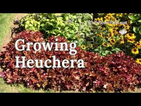 , title : 'Growing Heuchera'