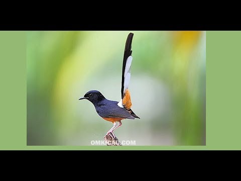download lagu mp3 mp4 Suara Burung Murai Batu Free, download lagu Suara Burung Murai Batu Free gratis, unduh video klip Suara Burung Murai Batu Free