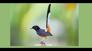 Download lagu Suara burung murai batu MP3 download mp3