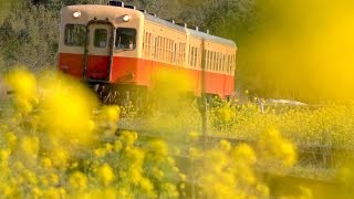 preview picture of video '小湊鉄道 菜花 2015'