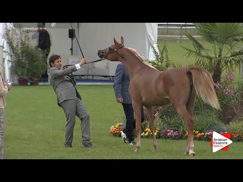 2nd - N.14 RK ANDRA - Chantilly 2016 World Cup - Yearling Fillies (Class 1B)