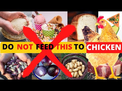 , title : '10 Things to NOT FEED YOUR CHICKENS | CHICKENS MAY DIE AFTER FEEDING THIS SUBSTANCES'