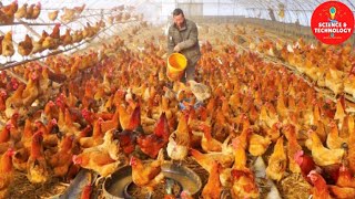 AMAZING MODERN HIGH-TECH CHICKEN FARM, MODERN TECHNOLOGY POULTRY EQUIPMENTS, TURNKEY AVIARY SYSTEMS