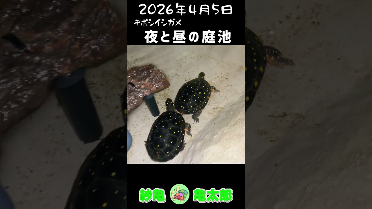 亀観察日記 2026.4.5 「夜と昼の庭池」
