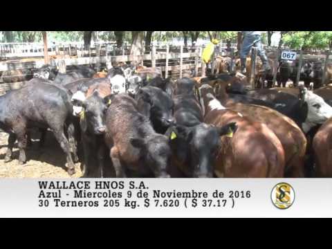 09-11-16 Venta de Machos - Wallace Hnos S.A. - Azul.