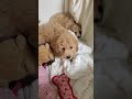 Bichpoo dogs for sale: Jessica - Video 1