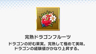 ☆ドラガリ毎日更新☆＃第４６７弾☆ ドラゴンフルーツって切り口星型のフルーツですよね？
