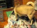 PangB Destroy His Toilet Before He Start To Pee 2006 07 29