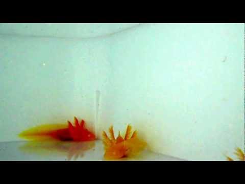 comment prendre soin d'un axolotl