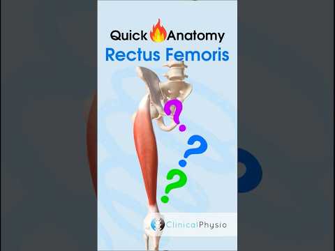 Rectus Femoris Anatomy #physicaltherapy #physiotherapy #anatomy #lowerlimbanatomy #quadriceps
