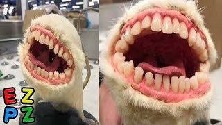 r/ATBGE · too many teeth