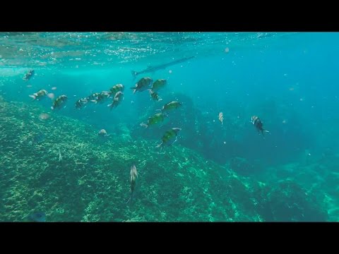 Just Chillax ft. Fréd - Enjoy The Flight (Life Underwater)