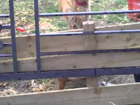 Keisha and silly dogs