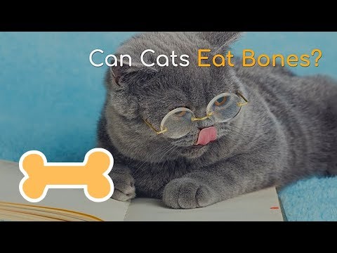 Can Cats Eat Bones | Are Bones Good for Your Feline Friend