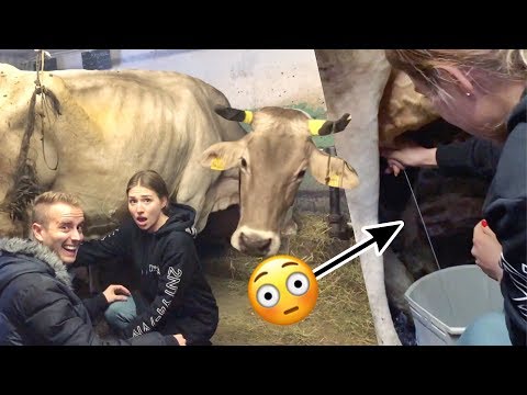 KÜHE MELKEN Challenge .. Bibi vs. Julian ? ?