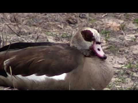 Djuma: Egyptian Goose pair - 16:19 - 11/23/18
