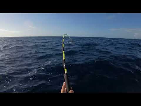 TRAINA CON IL VIVO - DENTICE A SCARROCIO