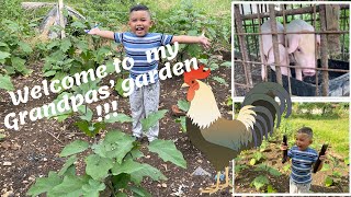 HOW TO | HARVEST AN EGGPLANT |TRAIN A CHICKEN | AT GRANPA’S BACKYARD | CAPTAIN XIAN