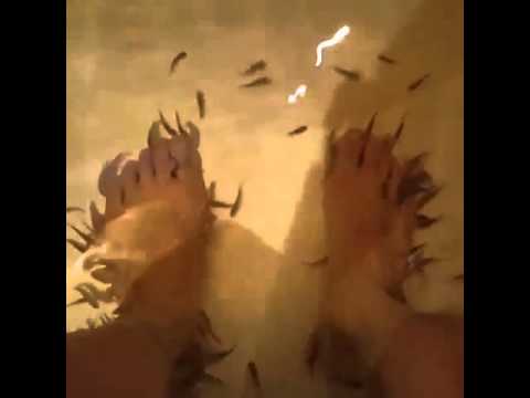 (제이제이씨씨) Prince-stagram #JJCC 's Prince Mak *Mini Piranhas