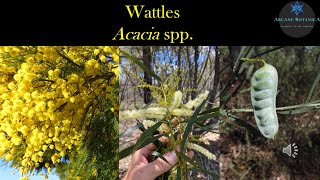 Download lagu Acacia Theory - Overview of Australian Wattles (Acacia spp.) mp3 Download lagu Acacia Theory - Overview of Australian Wattles (Acacia spp.) mp3