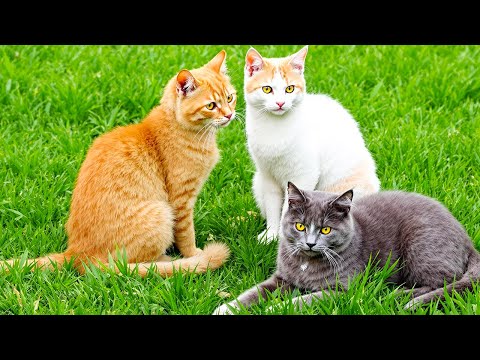 Beautiful kittens playing on the grass - Cat sounds, beautiful cat videos