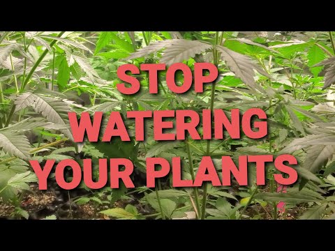 GROW TIPS: WHEN TO WATER YOUR WEED PLANTS EASY