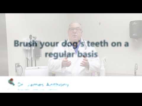 Preventing periodontal disease in Pets