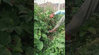 Download lagu mujrim na kehna  | madhuri dixit songs  | ( kumar Sanu ) mp3