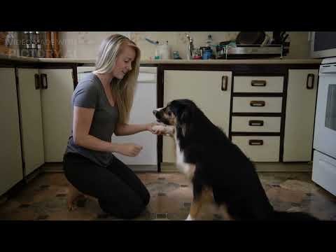 “Walking the Dog : Leash Training and loose leash Walking “