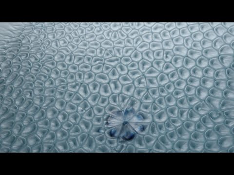 6.1 Motions due to surface tension gradients - Marangoni flows