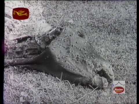 "Mini Muthu" - Tilakasiri Fernando (Rekava, 1956)