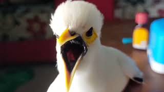 Download lagu coba buat pancingan jalak putih PAGI - SIANG - MALAM pasti cepat gacor dan bongkar isian mp3