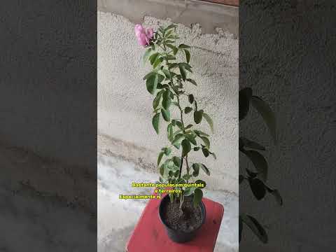 Conheça a Rosa Todo Ano  Viveiro De Mudas Cheiro De Giral Carutapera Maranhão