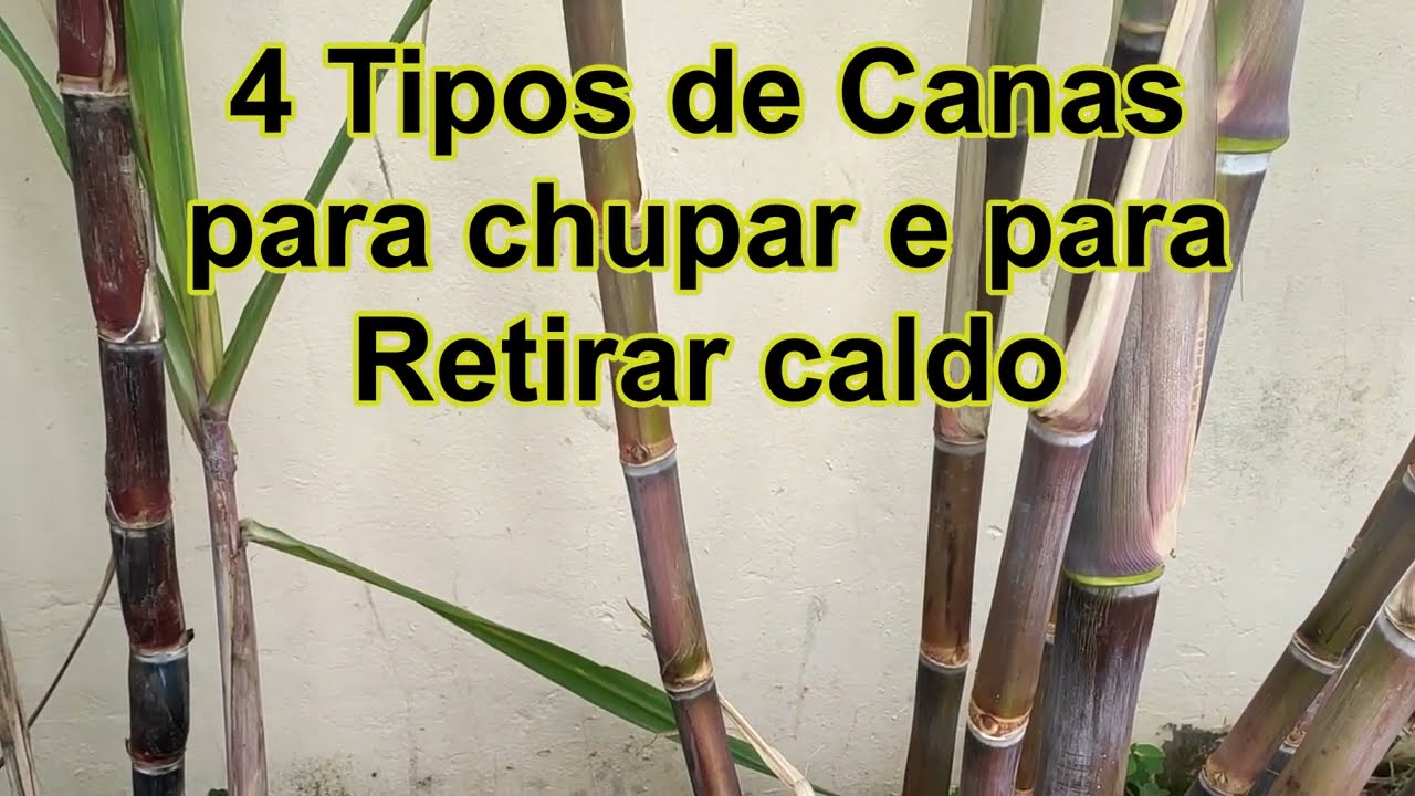 4 Melhores Canas para Chupar e Tirar Caldo | Como plantar Cana em Casa ou Chácara