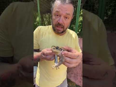 Sapo Cururu / glândulas de veneno