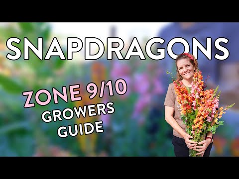 How to Grow Stunning Snapdragons in Zones 9 & 10: Tips & Tricks