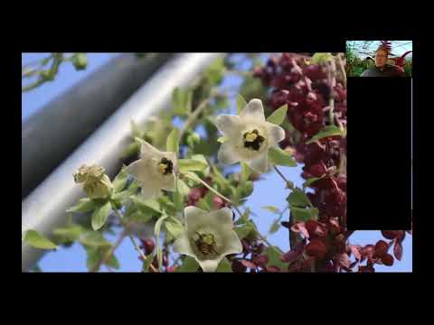 Såkurs - dyrking og frøsamling av noen vanlige,  spesielle og noen verdifulle planter.