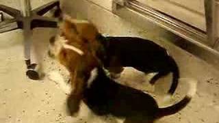 Bagel Hound Puppies