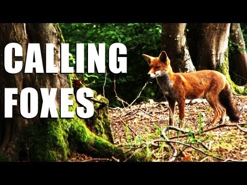 Fieldsports Britain : Shooting foxes, rabbits and how Italians run estates (episode 148) Fieldsports Britain : Shooting foxes, rabbits and how Italians run estates (episode 148)
