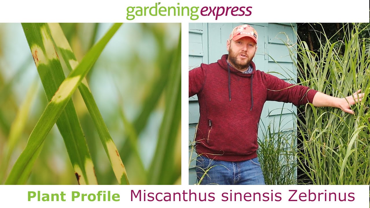Plant Profile - Miscanthus sinensis Zebrinus - Zebra Grass