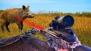 WILD HOGS have INVADED my South Georgia Farm! *Challenge Accepted!!!