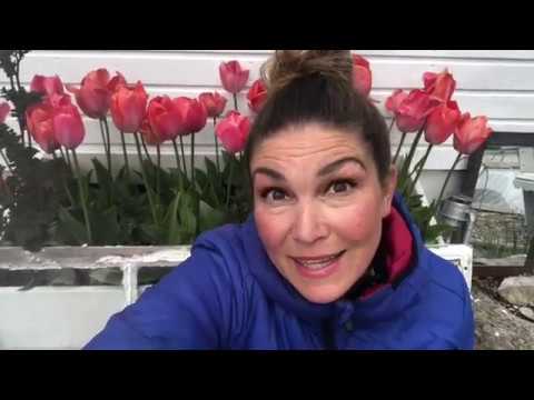 Odla Tulpaner Vad Gör Man Med Överblommade Tulpaner ,när tulpanerna har blommat över i rabatten ?