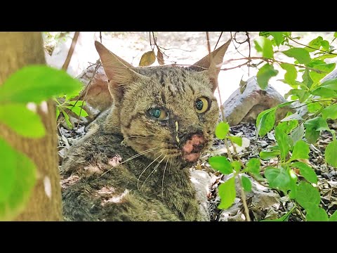 Cat's nose was cut off in accident. But look at her now!