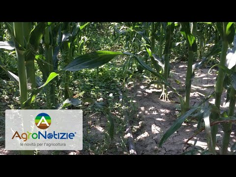 L'irrigazione a goccia conviene? L'esperienza di Cab Massari